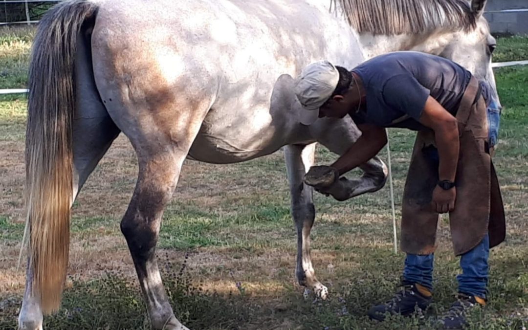 Aux pieds du cheval : le maréchal-ferrant