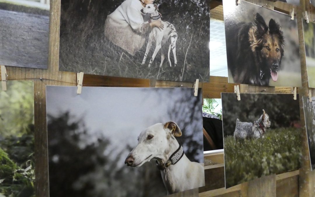 Culture : les chiens à l&rsquo;honneur et une expo photo belle mais énigmatique