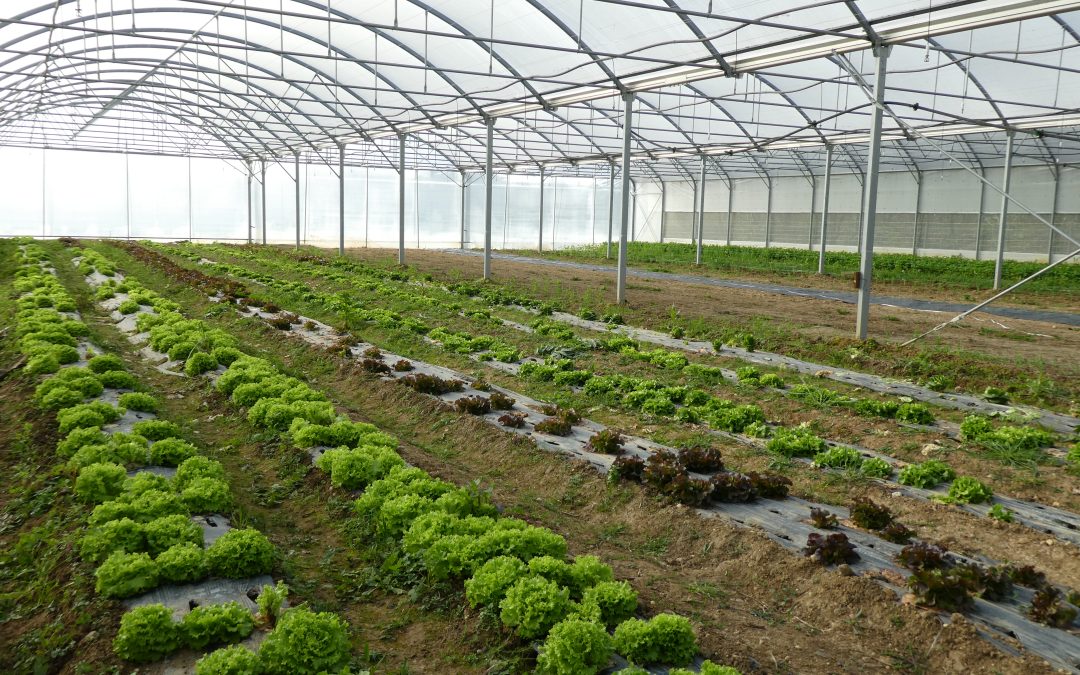 Insertion professionnelle et transition alimentaire